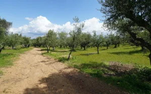 Ktima