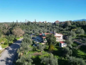 DJI 0239