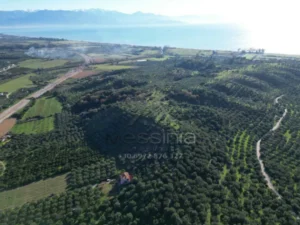 DJI 0351