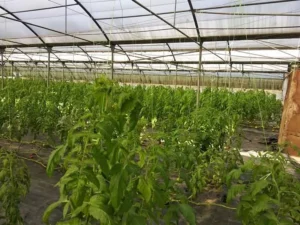 Γη προς Πώληση, 12000 τ.μ., Περιφέρεια Ιονίων Νήσων