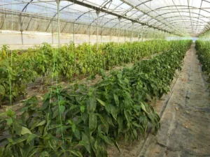 Γη προς Πώληση, 12000 τ.μ., Περιφέρεια Ιονίων Νήσων