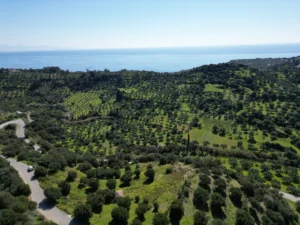 Γη προς Πώληση, 7000 τ.μ., Μεθώνης – Κορώνης, Βασιλιτσιον