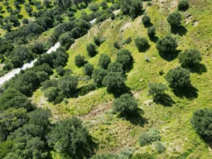 Γη προς Πώληση, 7000 τ.μ., Μεθώνης – Κορώνης, Βασιλιτσιον