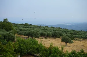 Κατοικία προς Πώληση, 213 τ.μ., Καλλιθέα – Άγιος Ανδρέας, Αδριανη