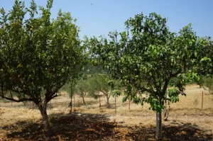 Κατοικία προς Πώληση, 213 τ.μ., Καλλιθέα – Άγιος Ανδρέας, Αδριανη