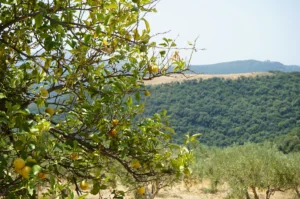 Κατοικία προς Πώληση, 213 τ.μ., Καλλιθέα – Άγιος Ανδρέας, Αδριανη
