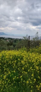 Αγροτεμάχιο προς Πώληση, 550 τ.μ., Μέγαρα
