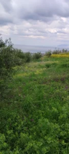 Αγροτεμάχιο προς Πώληση, 550 τ.μ., Μέγαρα