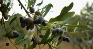 Αγροτεμάχιο προς Πώληση, 30000 τ.μ., Δυτικη Ελλαδα
