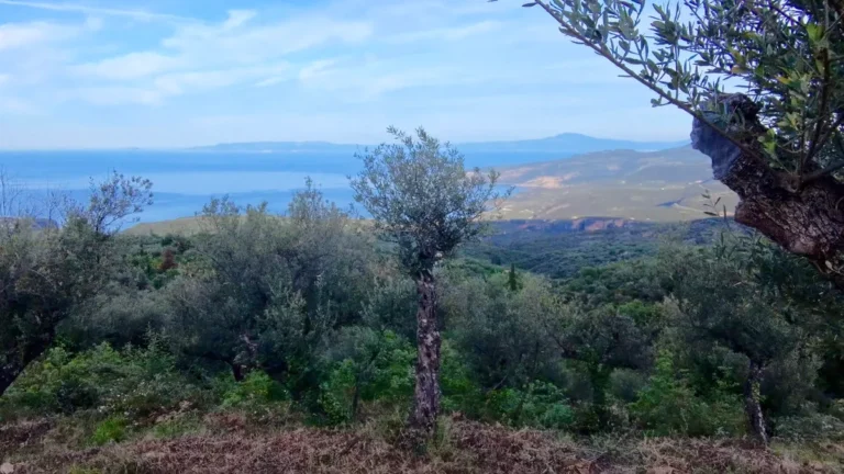 Αγροτεμάχιο προς Πώληση, 7884 τ.μ., Περιφέρεια Πελοποννήσου