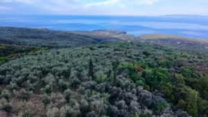 Αγροτεμάχιο προς Πώληση, 7884 τ.μ., Περιφέρεια Πελοποννήσου
