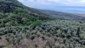 Αγροτεμάχιο προς Πώληση, 7884 τ.μ., Περιφέρεια Πελοποννήσου
