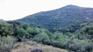 Αγροτεμάχιο προς Πώληση, 7884 τ.μ., Περιφέρεια Πελοποννήσου