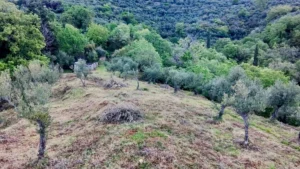 Αγροτεμάχιο προς Πώληση, 7884 τ.μ., Περιφέρεια Πελοποννήσου