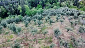 Αγροτεμάχιο προς Πώληση, 7884 τ.μ., Περιφέρεια Πελοποννήσου