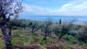 Αγροτεμάχιο προς Πώληση, 7884 τ.μ., Περιφέρεια Πελοποννήσου