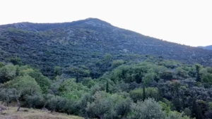 Αγροτεμάχιο προς Πώληση, 7884 τ.μ., Περιφέρεια Πελοποννήσου