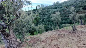 Αγροτεμάχιο προς Πώληση, 7884 τ.μ., Περιφέρεια Πελοποννήσου