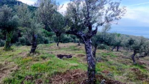 Αγροτεμάχιο προς Πώληση, 7884 τ.μ., Περιφέρεια Πελοποννήσου