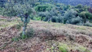 Αγροτεμάχιο προς Πώληση, 7884 τ.μ., Περιφέρεια Πελοποννήσου
