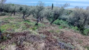 Αγροτεμάχιο προς Πώληση, 7884 τ.μ., Περιφέρεια Πελοποννήσου