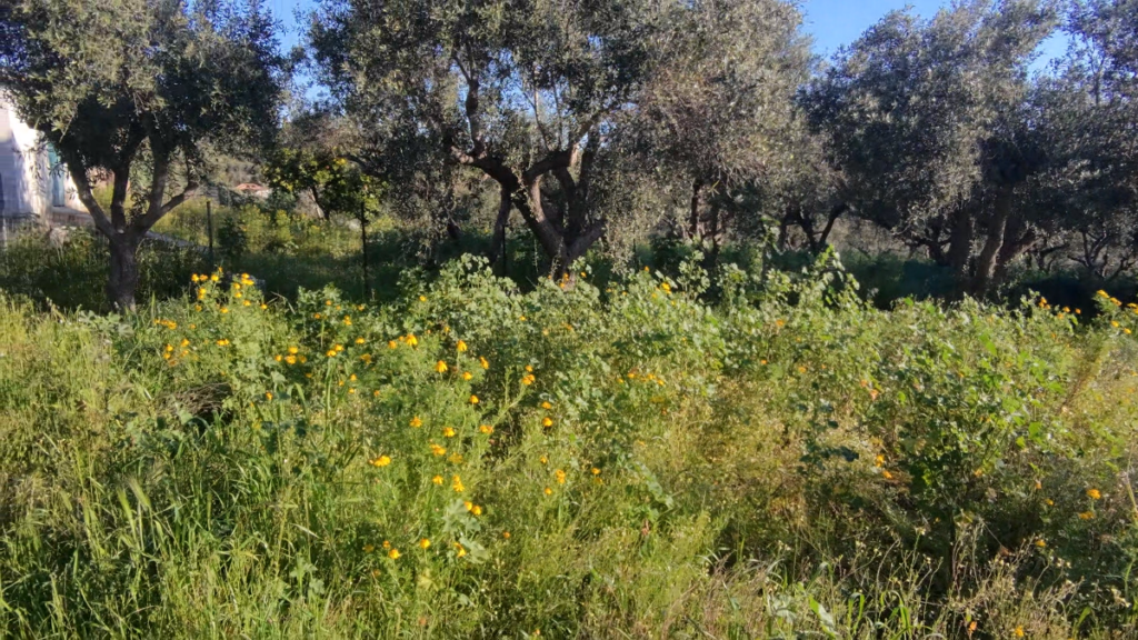 Γη προς Πώληση, 1000 τ.μ., Περιφέρεια Πελοποννήσου