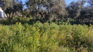 Γη προς Πώληση, 1000 τ.μ., Περιφέρεια Πελοποννήσου
