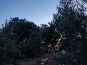 Γη προς Πώληση, 239 τ.μ., Πλάκα Δήλεσι