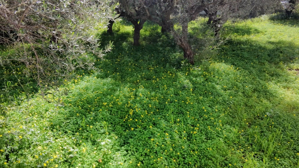 Γη προς Πώληση, 737 τ.μ., Καλαμάτα