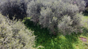Γη προς Πώληση, 737 τ.μ., Καλαμάτα