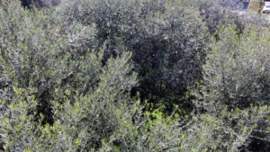Γη προς Πώληση, 737 τ.μ., Καλαμάτα
